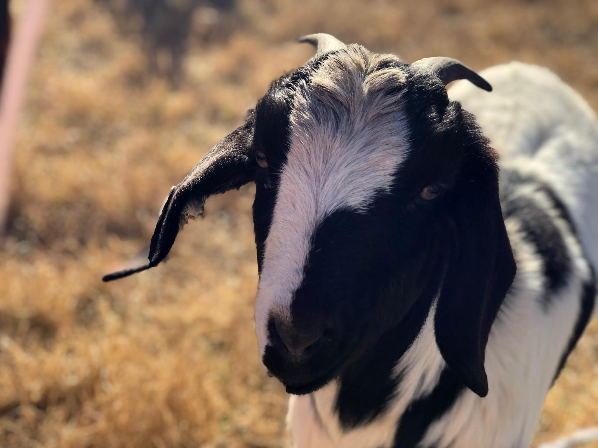 Rotational grazing lanes at Deale Farm